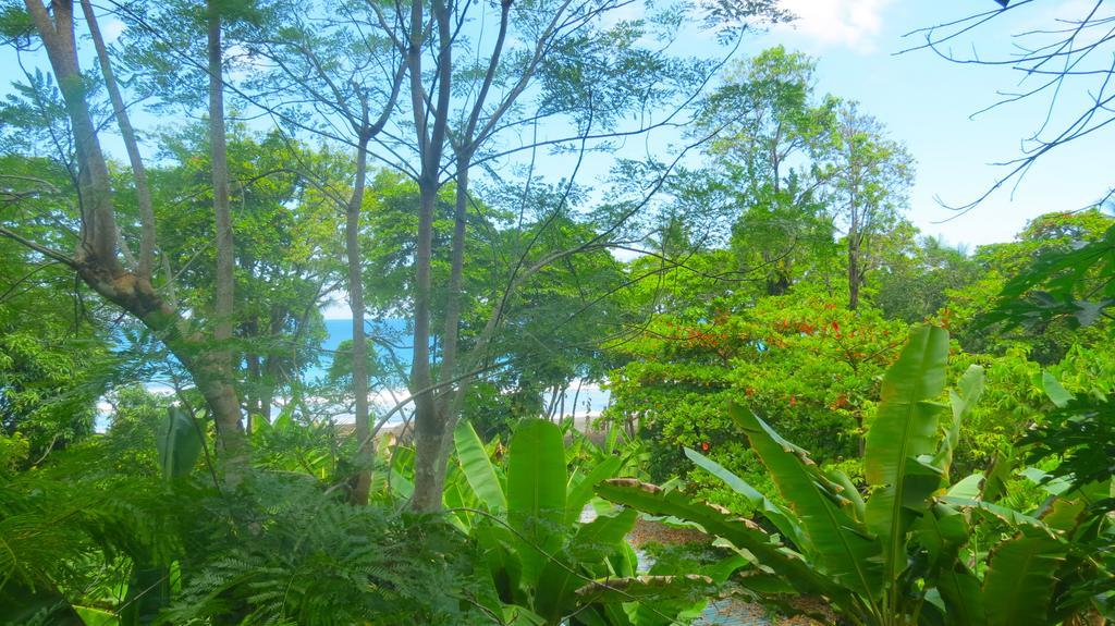 Lookout Inn Beach Rain-Forest Eco Lodge Carate Luaran gambar